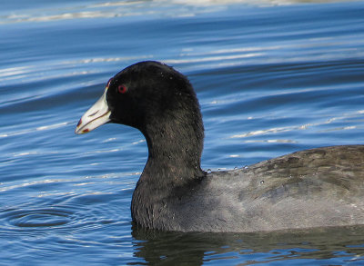 Foulque d'Amrique - American coot - Fulica americana - Rallids