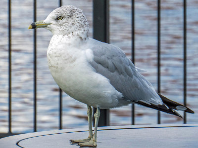 Goland  bec cercl - Ring-billed gull - Larus delawarensis - Larids