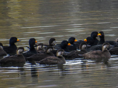 Macreuse  bec jaune - Black scoter - Melanitta americana - Anatids 