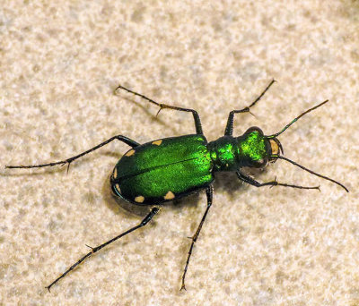 Cicindèle à six points - Tiger Beetle - Cicindela sexguttata