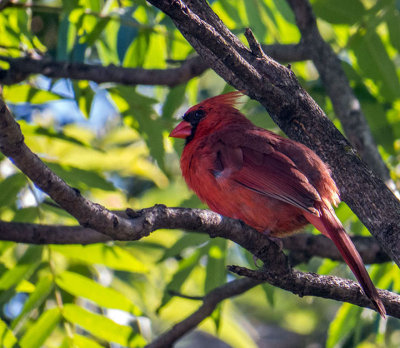 Cardinal Rouge - Northern cardinal - Cardinalis cardinalis - Cardinalids