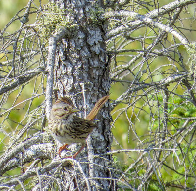 Bruant de Lincoln - Lincoln's sparrow - Melospiza lincolnii - Embrizids