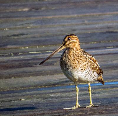 Bcassine de Wilson - Wilson's snipe - Gallinago delicata - Scolopacids