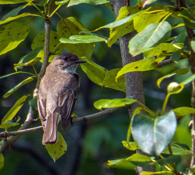 Moucherolle phbi - Eastern phoebe - Sayornis phoebe - Tyrannids