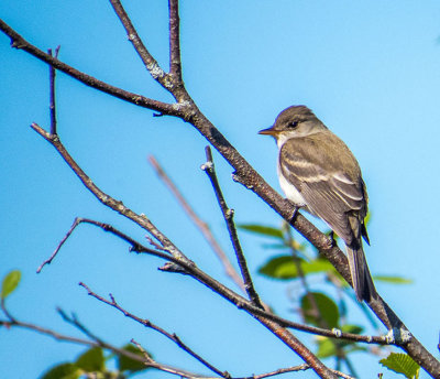 Moucherolle des saules - Willow flycatcher - Empidonax traillii - Tyrannids