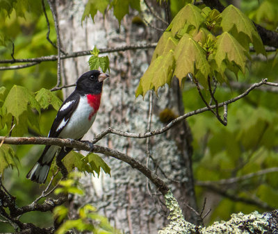 Cardinal  poitrine rose - Rose-breasted grosbeak - Pheucticus ludovicianus - Cardinalids