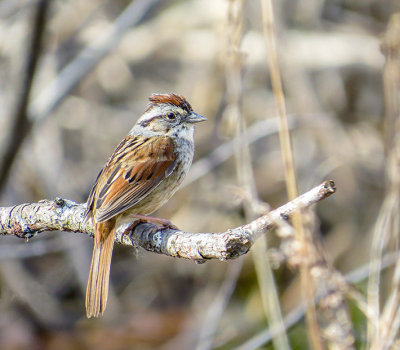 Bruant des marais - Swamp sparrow - Melospiza georgiana - Embrizids