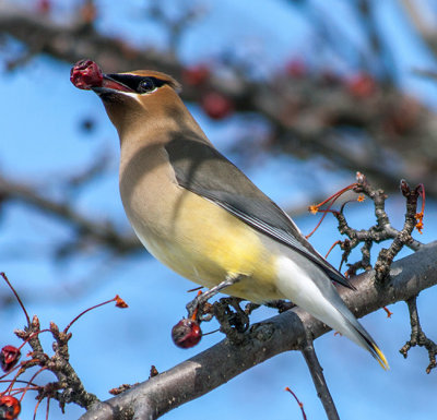 Jaseur d'Amrique - Cedar waxwing - Bombycilla cedrorum - Bombycillids