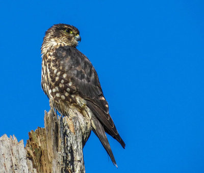 Faucon merillon - Merlin - Falco columbarius - Falconids