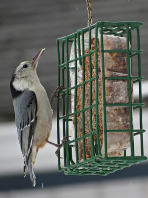 Sittelle  poitrine blanche - White-breasted nuthatch - Sitta carolinensis - Sittids