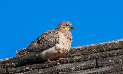 Tourterelle triste - Mourning dove - Zenaida macroura - Columbids