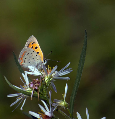 Cuivré d'Amérique - American Copper - Lycaena phlaeas americana - Lycénidés - (4251a)