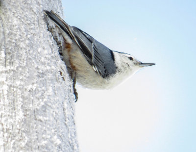 Sittelle  poitrine blanche - White-breasted nuthatch - Sitta carolinensis - Sittids