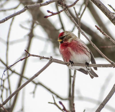 Sizerin flamm - Common redpoll - Acanthis flammea - Fringillids