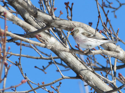 Sizerin blanchtre - Arctic redpoll - Acanthis hornemanni - Fringillids