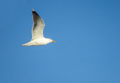 Goland argent - European herring gull - Larus argentatus - Larids