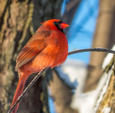 Cardinal rouge - Northern cardinal - Cardinalis cardinalis - Cardinalids