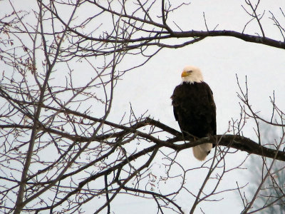 Pygargue  tte blanche - Bald eagle - Haliaeetus leucocephalus - Accipitrids