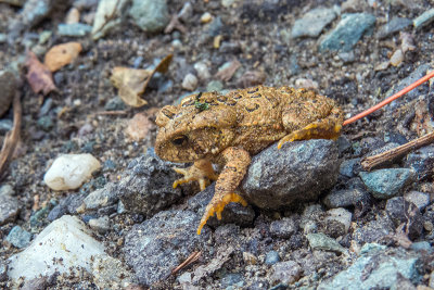 Crapaud d'Amrique - American Toad - Anaxyrus americanus americanus - Bufonid