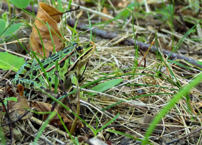 Grenouille lopard - Northern Leopard Frog - Lithobates pipiens - Ranid