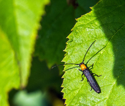 L'anneleur du framboisier - Raspberry Cane Borer - Oberea affinis