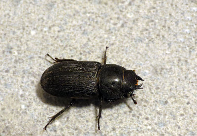 Grande Lucane - Stag Beetle - Dorcus parallelus - Lucanidés