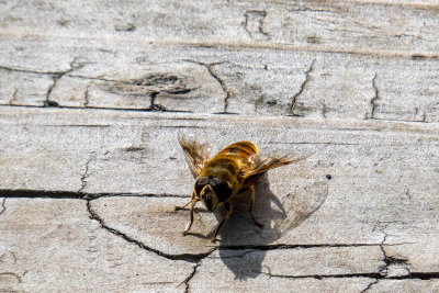 Éristale commun - Drone Fly - Eristalis tenax
