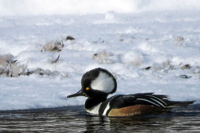 Harle couronn - Hooded merganser - Lophodytes cucullatus - Anatids 