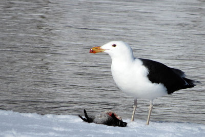 Goland marin - Great black-backed gull - Larus marinus - Larids