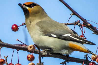 Jaseur Boral - Bohemian waxwing - Bombycilla garrulus - Bombycillids