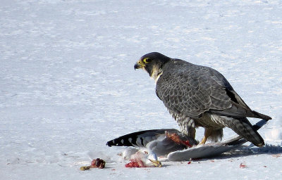Faucon plerin - Peregrine falcon - Falco peregrinus - Falconids