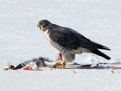 Faucon plerin - Peregrine falcon - Falco peregrinus - Falconids