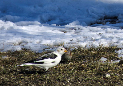 Plectrophane des neiges - Snow bunting - Plectrophenax nivalis - Calcariids