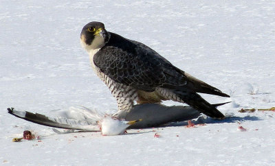 Faucon plerin - Peregrine falcon - Falco peregrinus - Falconids