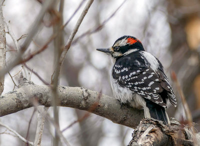 Pic chevelu - Hairy woodpecker - Picoides villosus - Picids