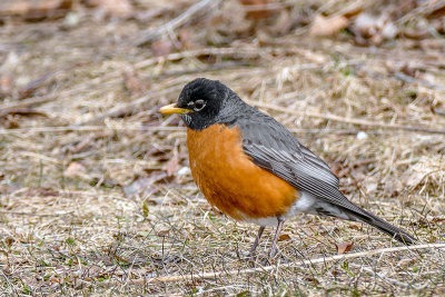 Merle d'Amrique - American robin - Turdus migratorius - Turdids