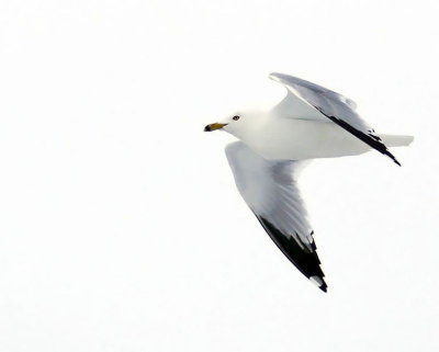 Goland  bec cercl - Ring-billed gull - Larus delawarensis - Larids