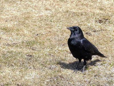 Corneille d'Amrique - American crow - Corvus brachyrhynchos - Corvids