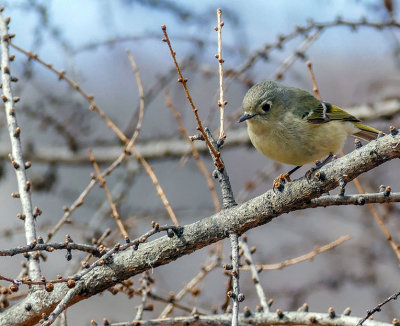 Roitelet  couronne rubis - Ruby-crowned kinglet - Regulus calendula - Rgulids