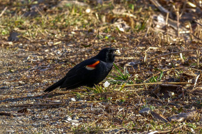 Carouge  paulettes - Red-winged blackbird - Agelaius phoeniceus - Ictrids 