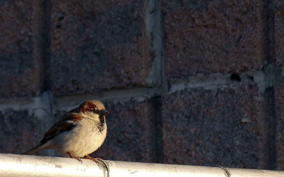 Moineau domestique - House sparrow - Passer domesticus - Passrids