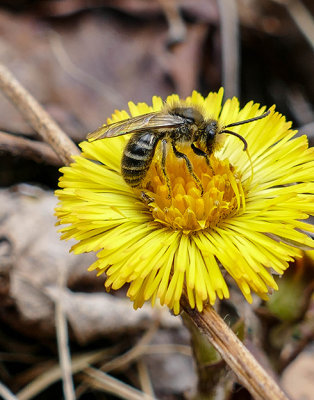 Abeille(sp)