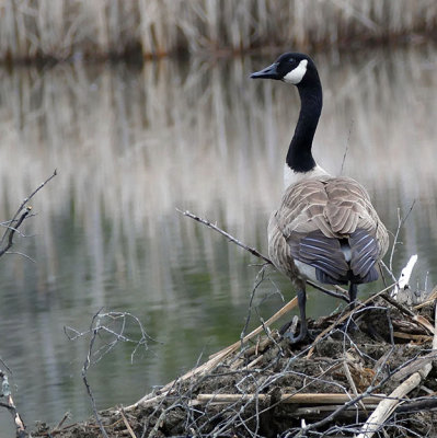 Bernache du Canada - Canada goose - Branta canadensis - Anatids 