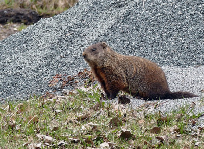 Marmotte commune - Woodchuck - Marmota monax - Sciurids