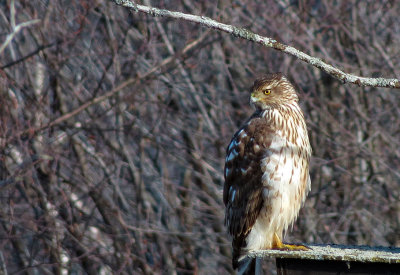 pervier de Cooper - Cooper's hawk - Accipiter cooperii - Accipitrids