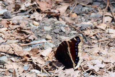 Morio - Mourning Cloak - Nymphalis antiopa - Nymphalidés - (4432)