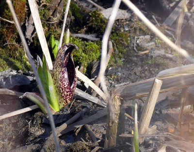 Symplocarpe chou-puant - Eastern skunk cabbage - Symplocarpus foetidus - Araces