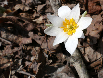 Sanguinaire du canada - Bloodroot - Sanguinaria canadensis - Papavraces