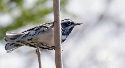 Paruline noir et blanc - Black-and-white warbler - Mniotilta varia - Parulids