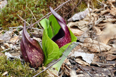 Symplocarpe chou-puant - Eastern skunk cabbage - Symplocarpus foetidus - Araces